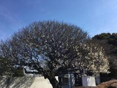 茨城大学教育学部附属中学校