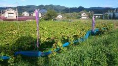 秩父観光ぶどう農園