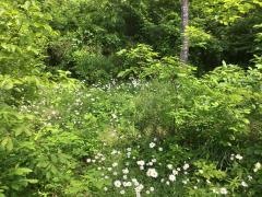 川平四丁目東緑地