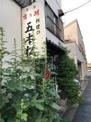 五本松
