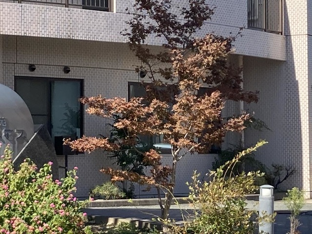 明星苑コスモス 風景