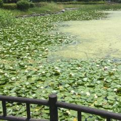 折立公園