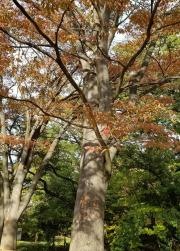 桜台公園