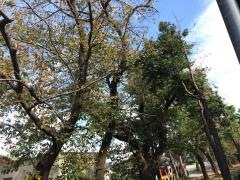三咲小学校