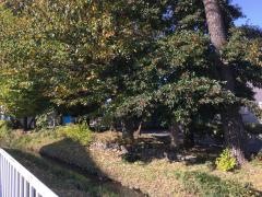 上宿緑地