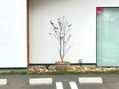 桜の咲クリニック