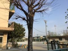 新里小学校