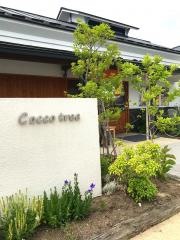 Ｃｏｃｃｏ・ｔｒｅｅ