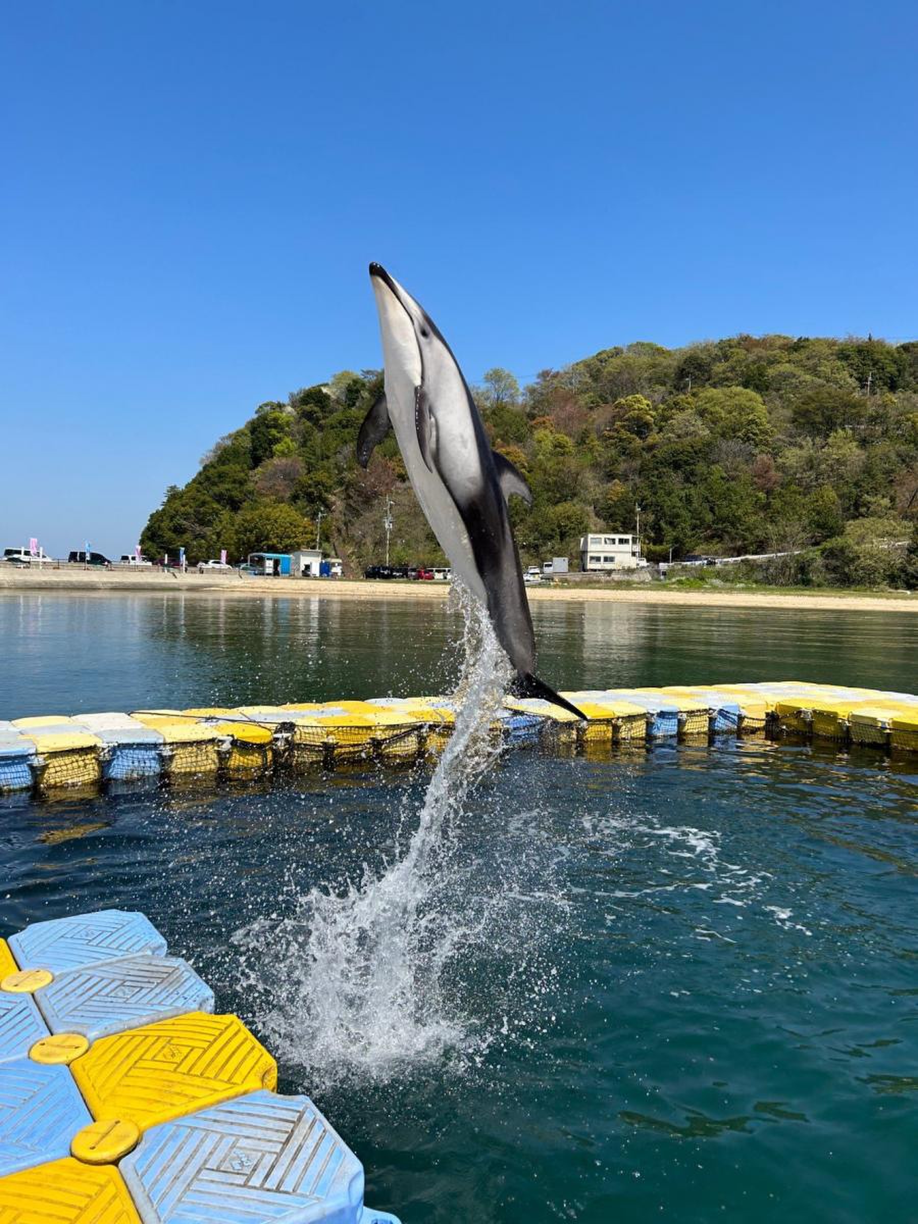 日本 ドルフィン センター