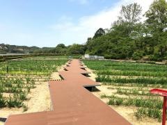 あわら北潟湖畔花菖蒲苑