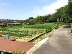 あわら北潟湖畔花菖蒲苑
