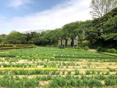 あわら北潟湖畔花菖蒲苑