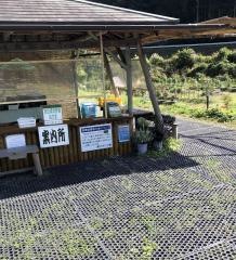 黒川ダリア園