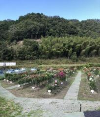 黒川ダリア園