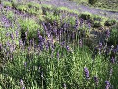 Ｌａｖｅｎｄｅｒ　Ｇａｒｄｅｎ夢農場