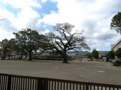 盈進小学校