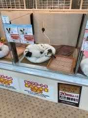ビバペッツ　小山店