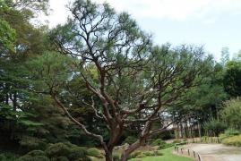 光禅寺庭園