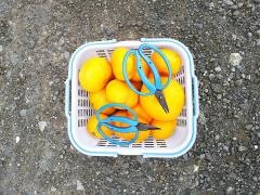 関口農園