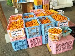 関口農園