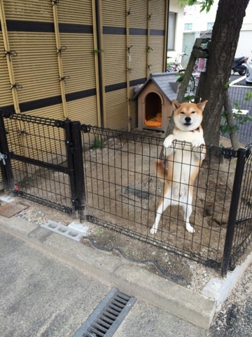 花みず木