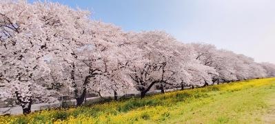 熊谷桜堤