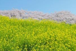 熊谷桜堤