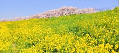 熊谷桜堤