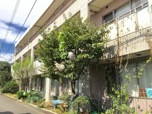 サルビア