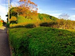 津久葉公園