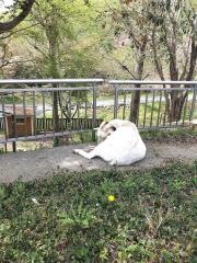 こざくら幼稚園