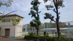所沢北野公園市民プール