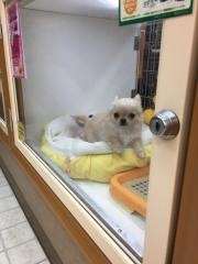 わんわん専門店ドリーム　大塔店
