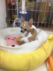 わんわん専門店ドリーム　大塔店