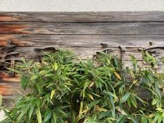 たちばな