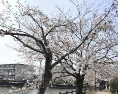 小鹿公園