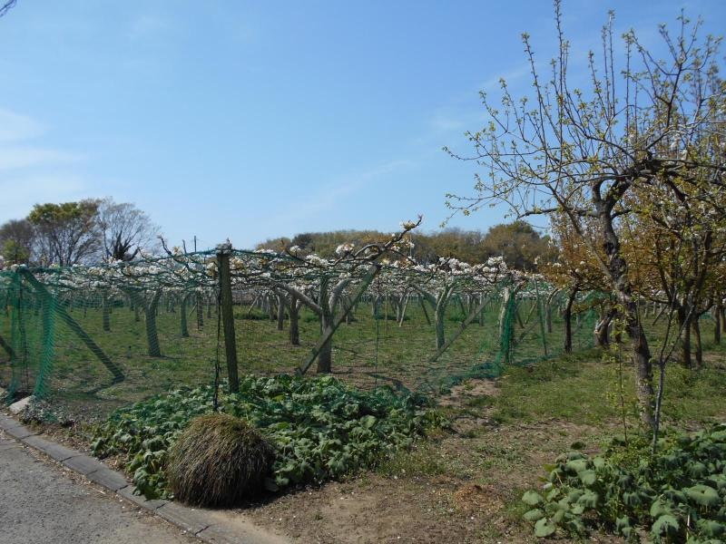 梨園