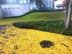 新潟市立中央図書館