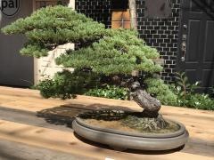 お富士さんの植木市