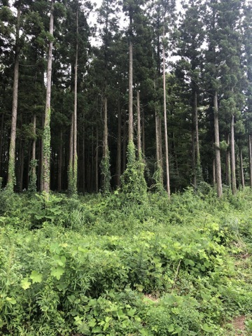 投稿写真1