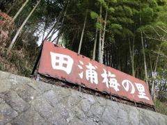 田浦梅の里