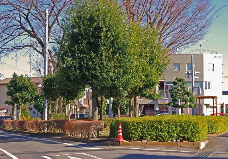 気付かない緑地
