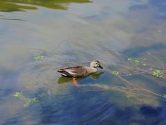 山田西公園