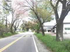 日光街道桜並木