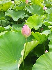 大賀ハス園