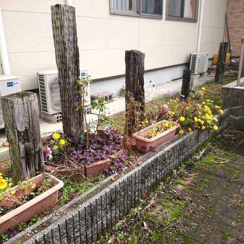 木いちご 雰囲気