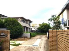 みかんの樹