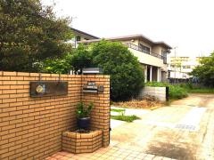 みかんの樹
