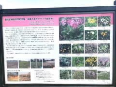 さくら草公園
