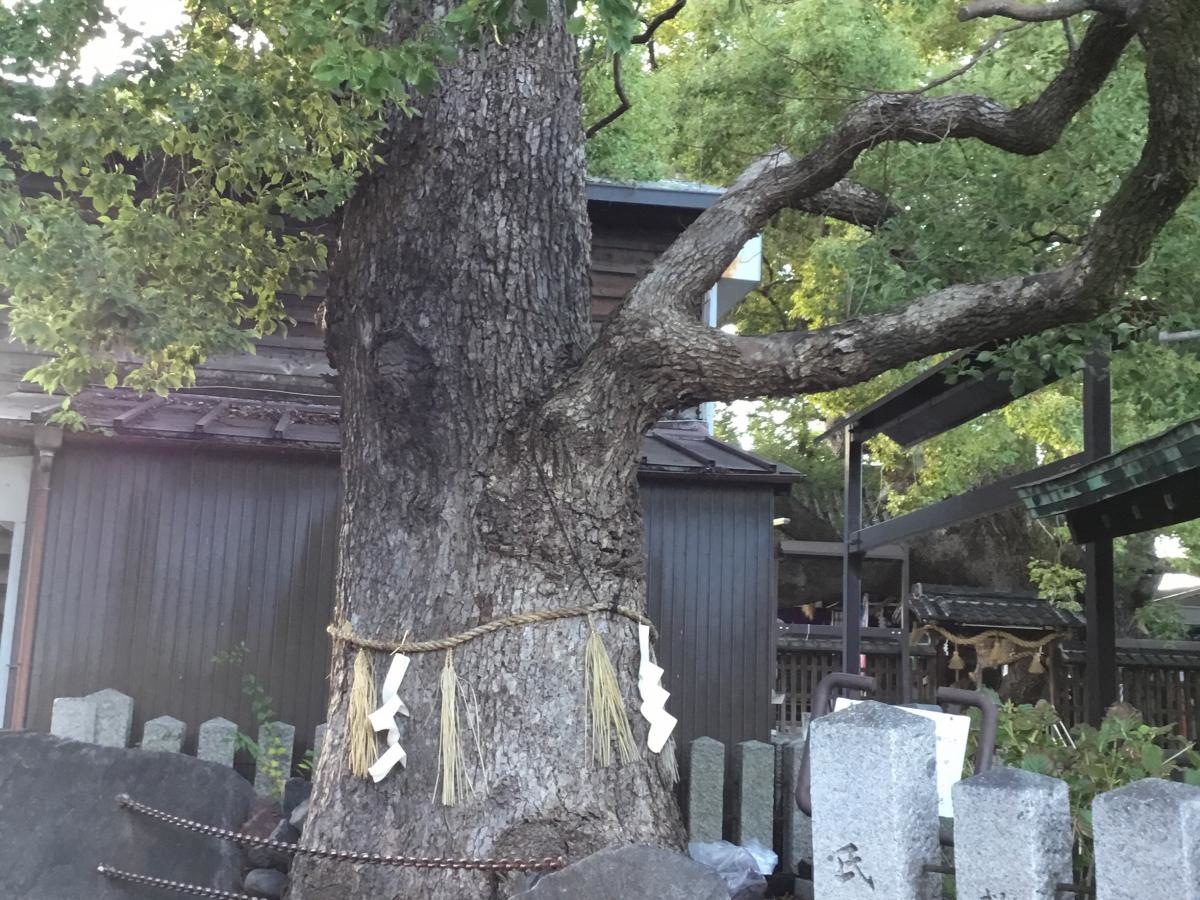 鳥居横の大木